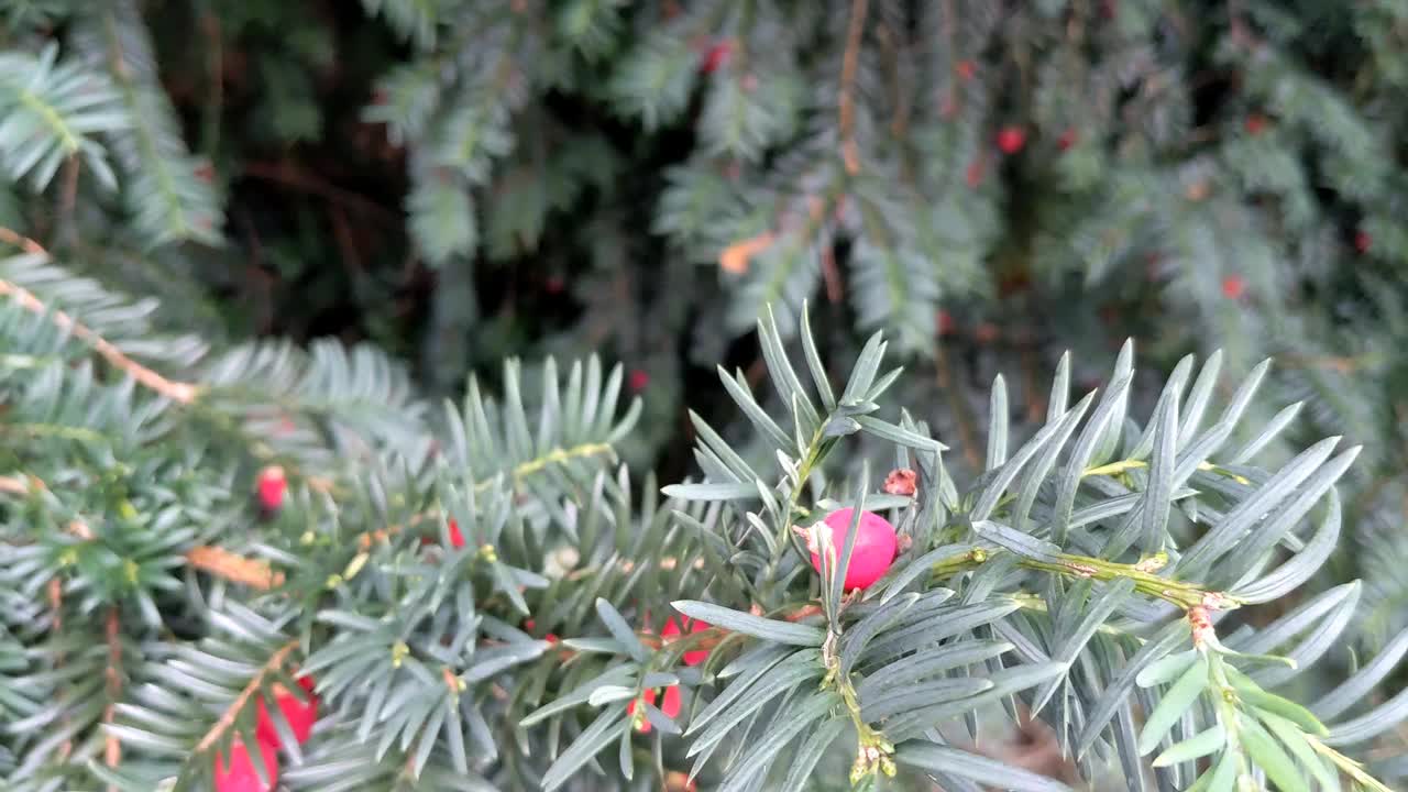 紫杉树(Taxus Baccata):长有红色果实的美丽紫杉树视频下载