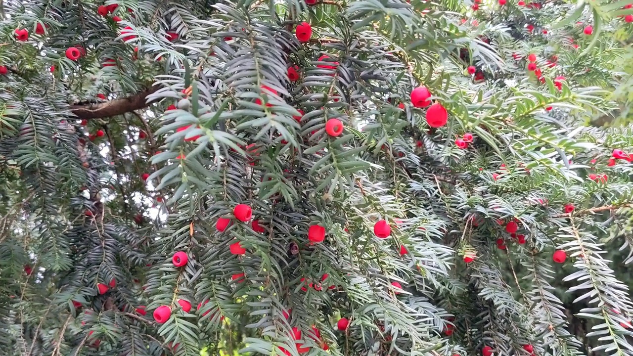 紫杉树(Taxus Baccata):长有红色果实的美丽紫杉树视频素材