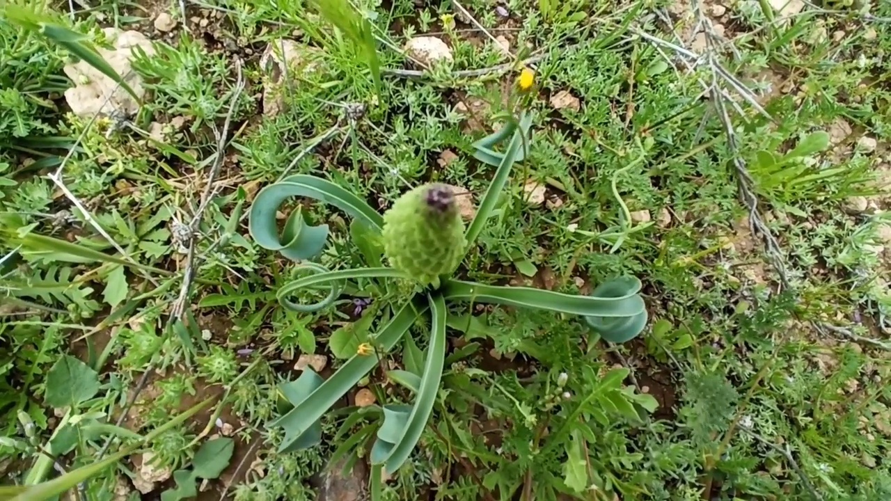 流苏葡萄风信子(Leopoldia Comosa)视频下载