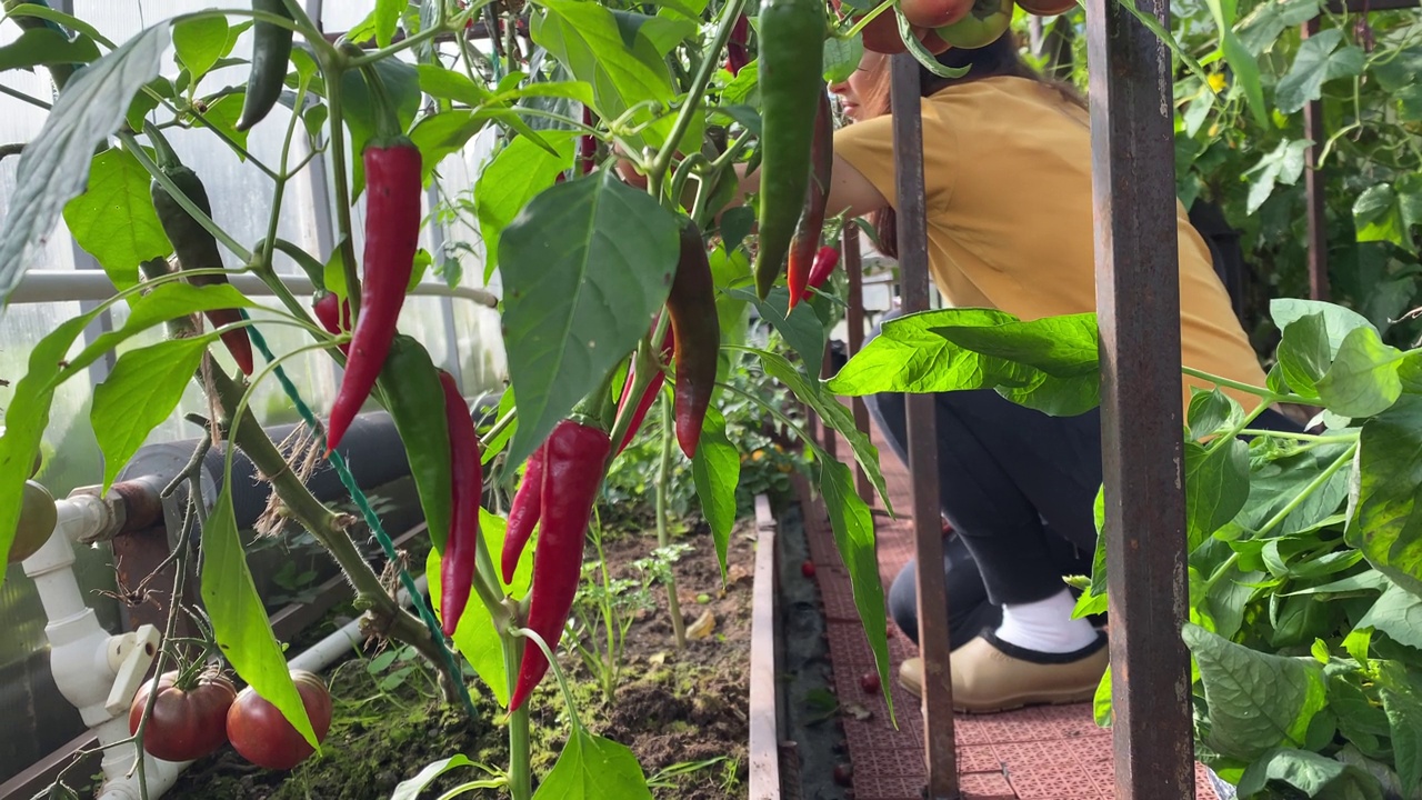 女园丁在温室里种植红辣椒视频素材