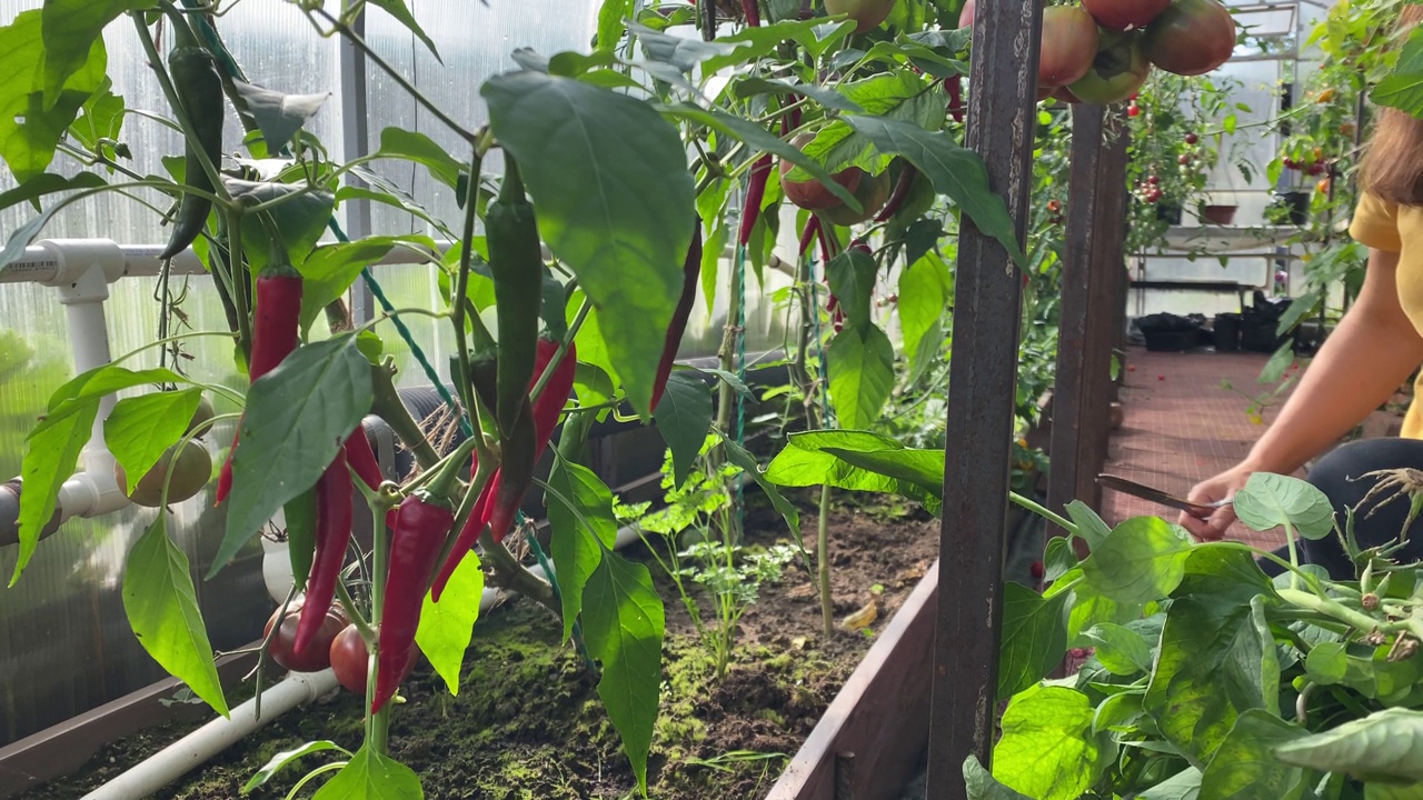 女园丁在温室里种植红辣椒视频素材