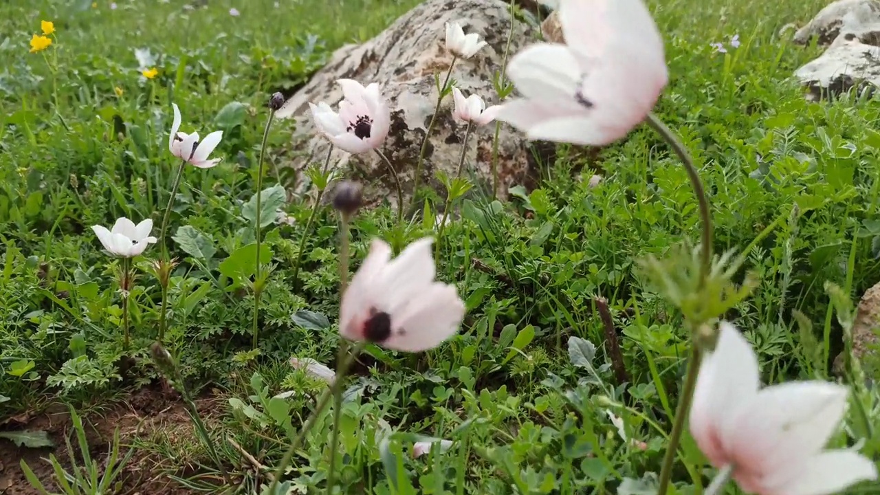 罂粟银莲花(海葵)视频下载