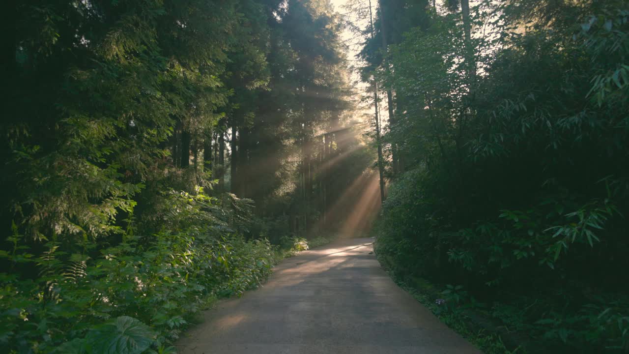 森林道路上的阳光视频素材