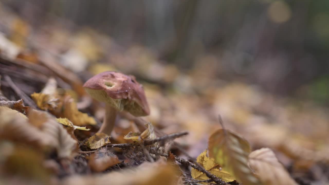 藏在黄叶丛中的松茸揭开面纱视频素材