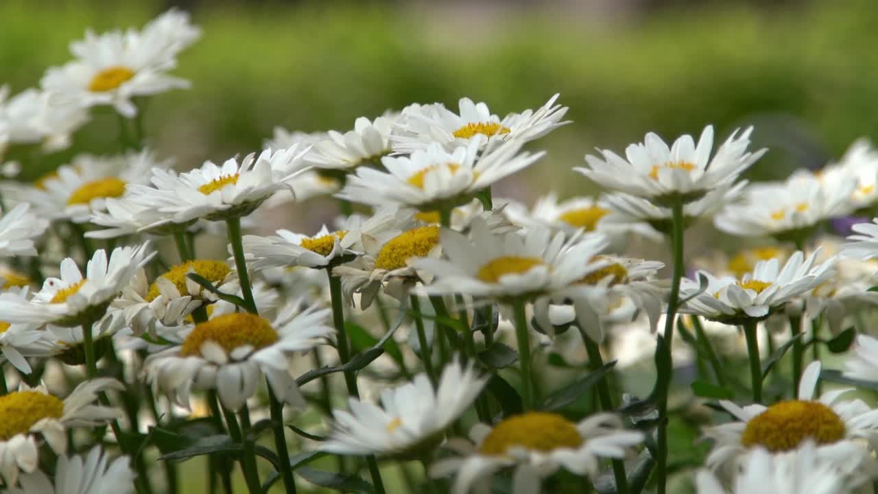 花园里有一丛白色的雏菊。夏天的花。园艺。花蕾闭合。洋甘菊花瓣。花的背景视频素材