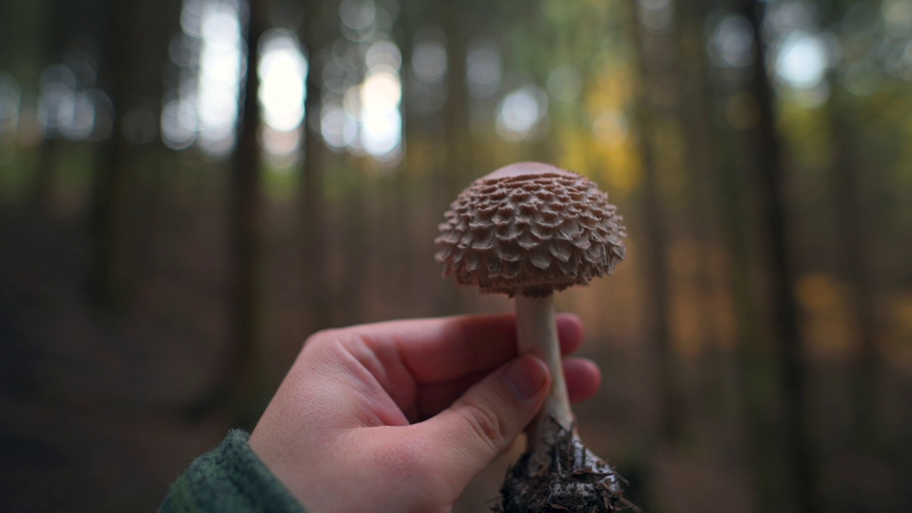 特写镜头:在生机勃勃的秋林中观察一把伞菇视频素材