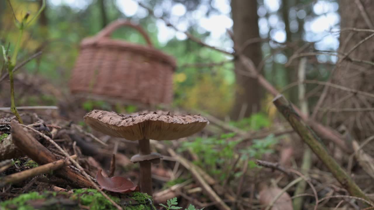 在篮子附近收获隐藏的伞菇视频素材