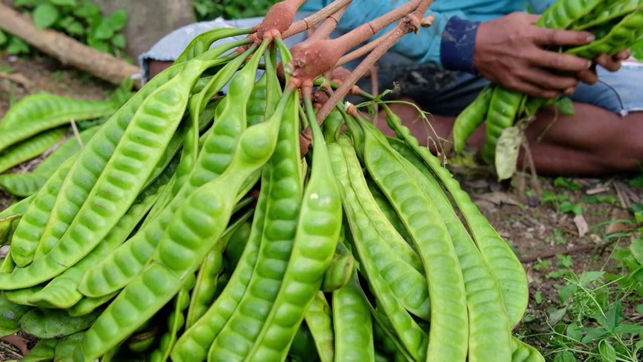 在印度尼西亚收获Petai' (Parkia Speciosa)视频素材