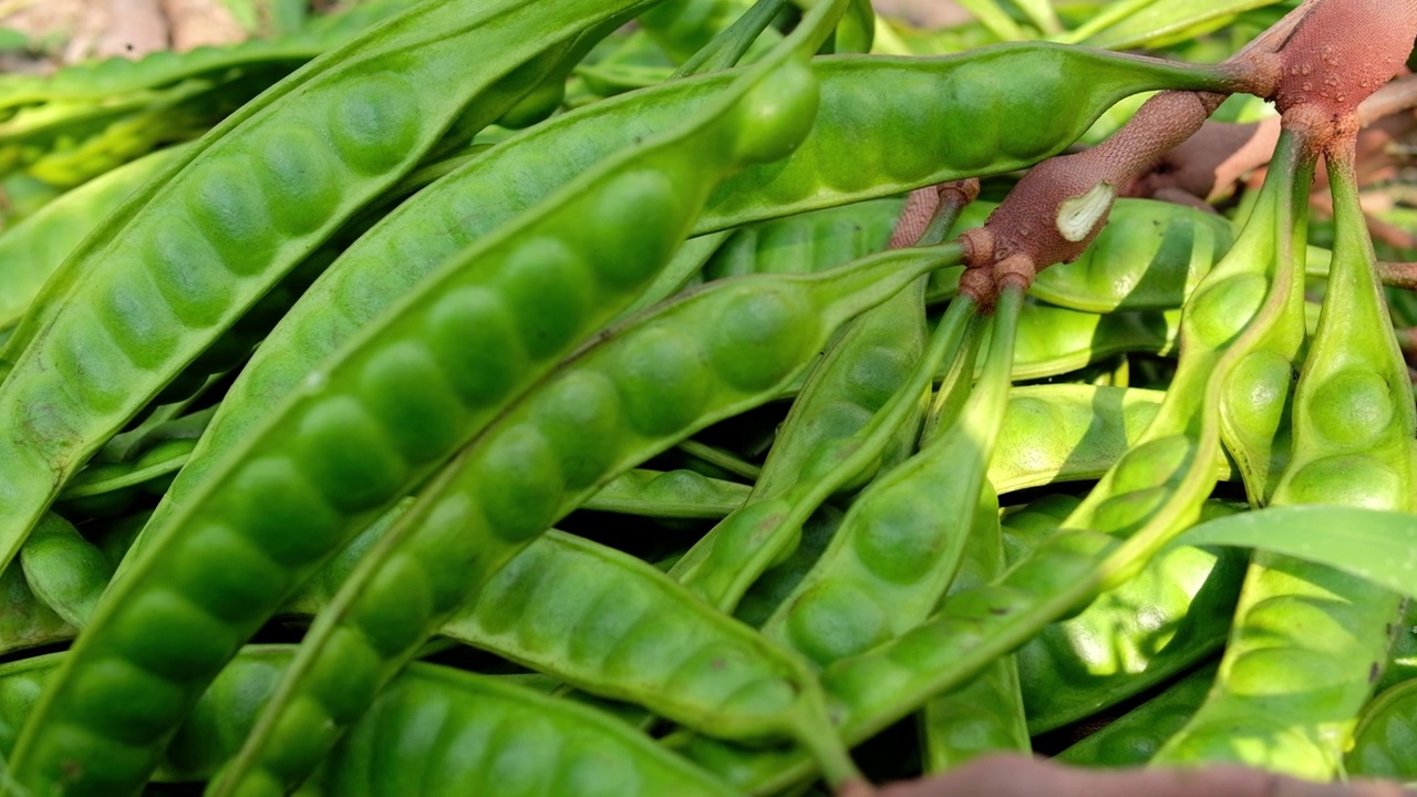 在印度尼西亚收获Petai' (Parkia Speciosa)，慢动作视频素材