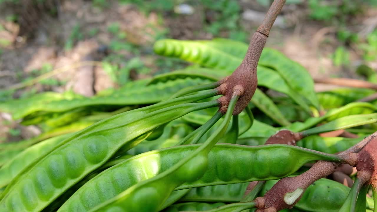 在印度尼西亚收获Petai' (Parkia Speciosa)视频素材