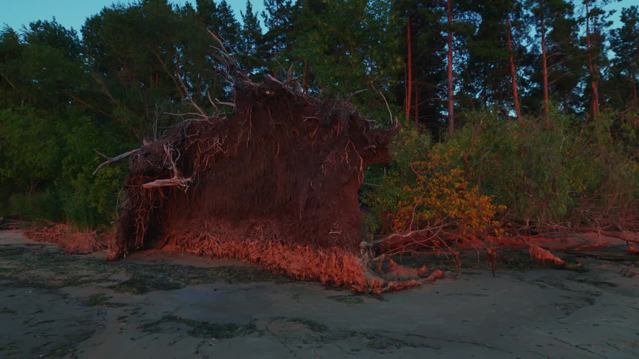 一棵被飓风连根拔起的树躺在岸边视频素材