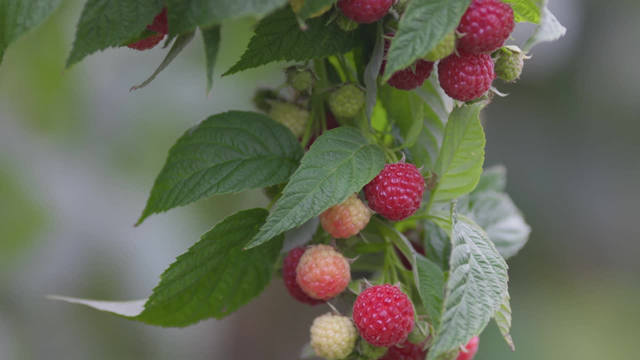 树莓在灌木上成熟。枝叶绿色，成熟多汁的覆盆子视频素材