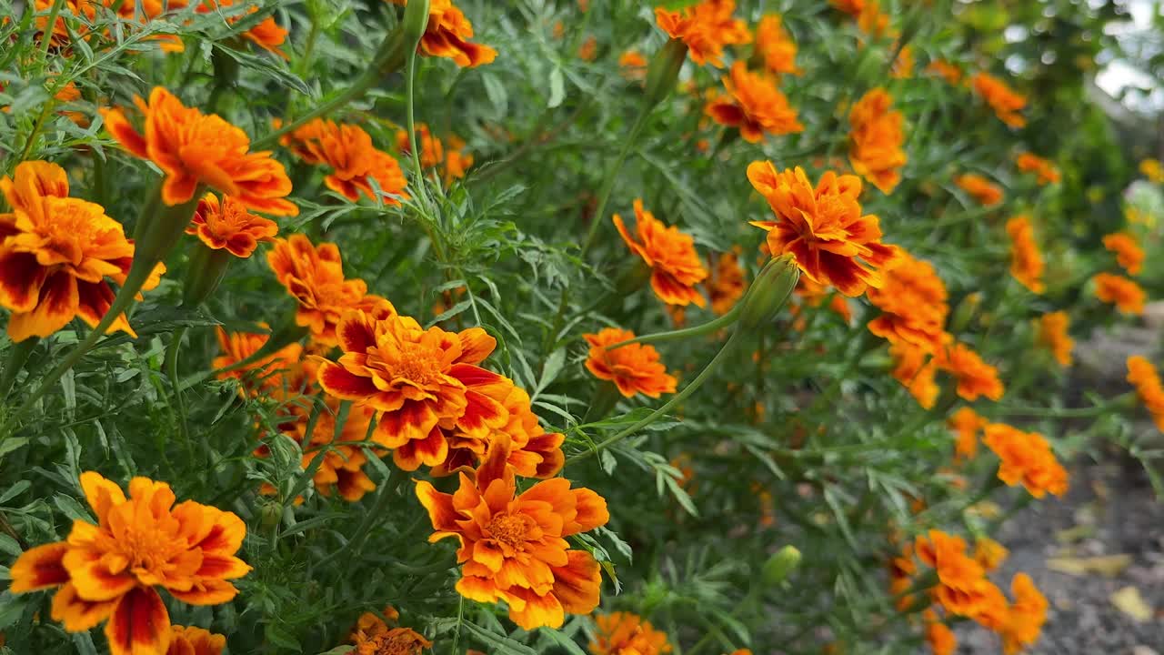 花园里的橙金盏花视频素材