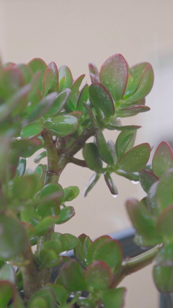 雨下的MO玉植物(Crassula ovata)视频素材