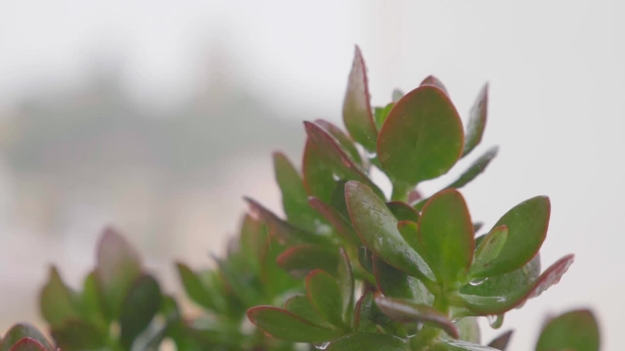 雨下的MO玉植物(Crassula ovata)视频素材