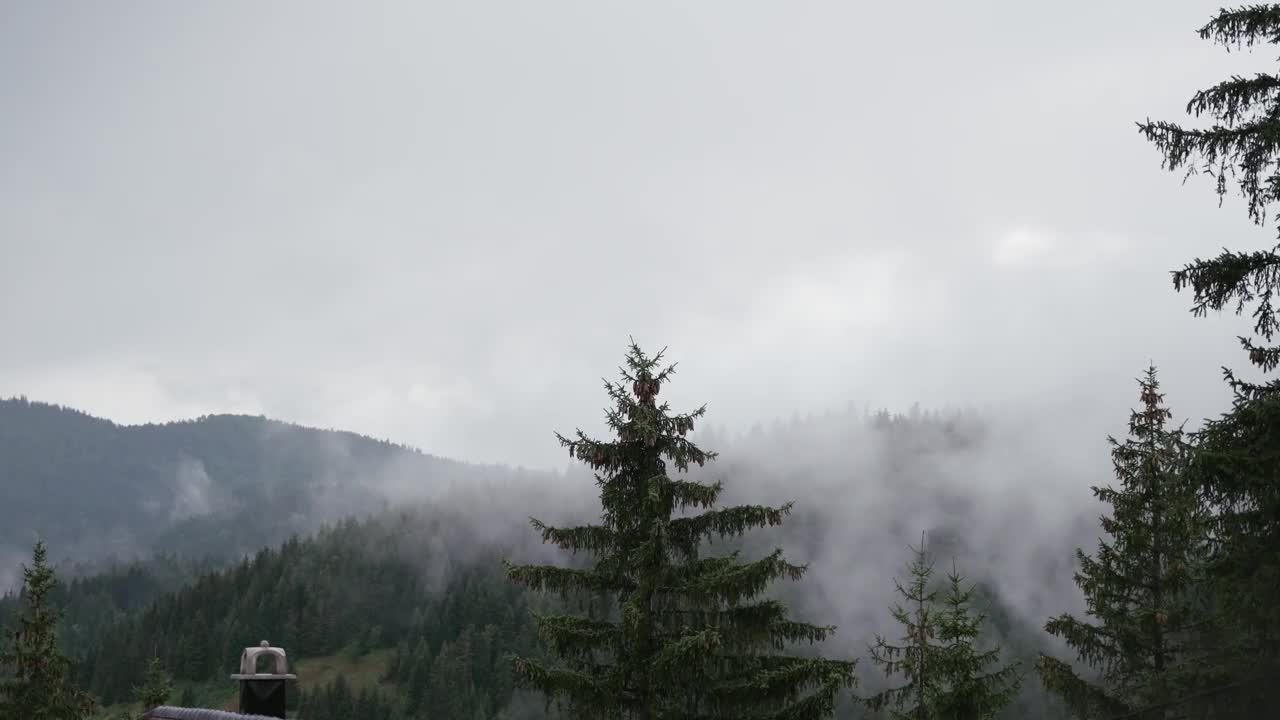 浓雾在山上高大的冷杉树之间形成并移动视频素材