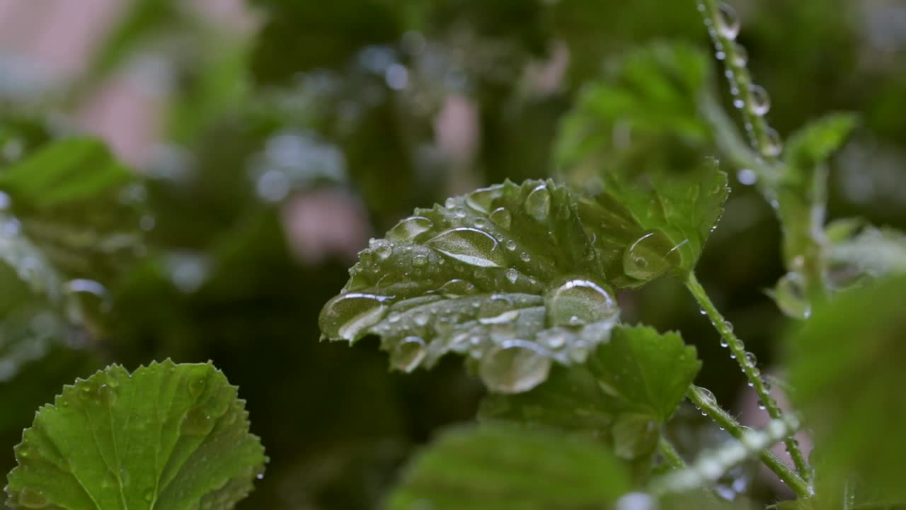 雨滴落在树叶上视频素材