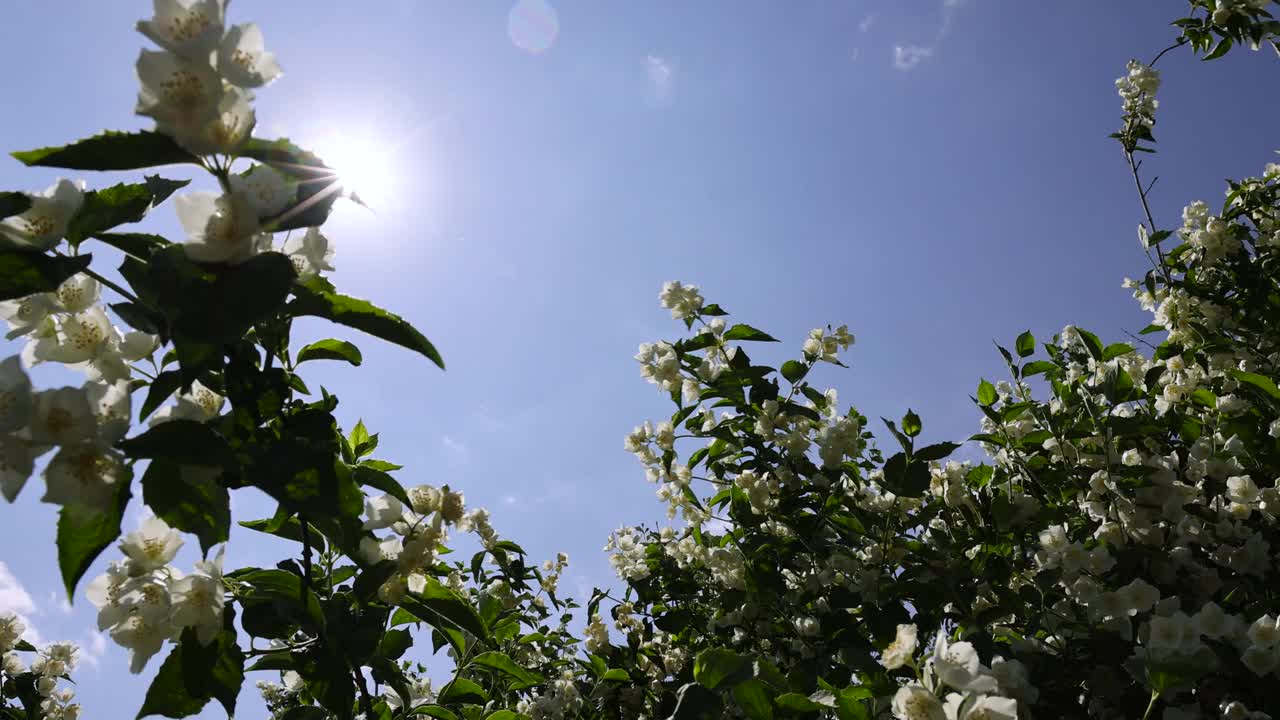 盛开的白色茉莉花在春天的季节视频素材