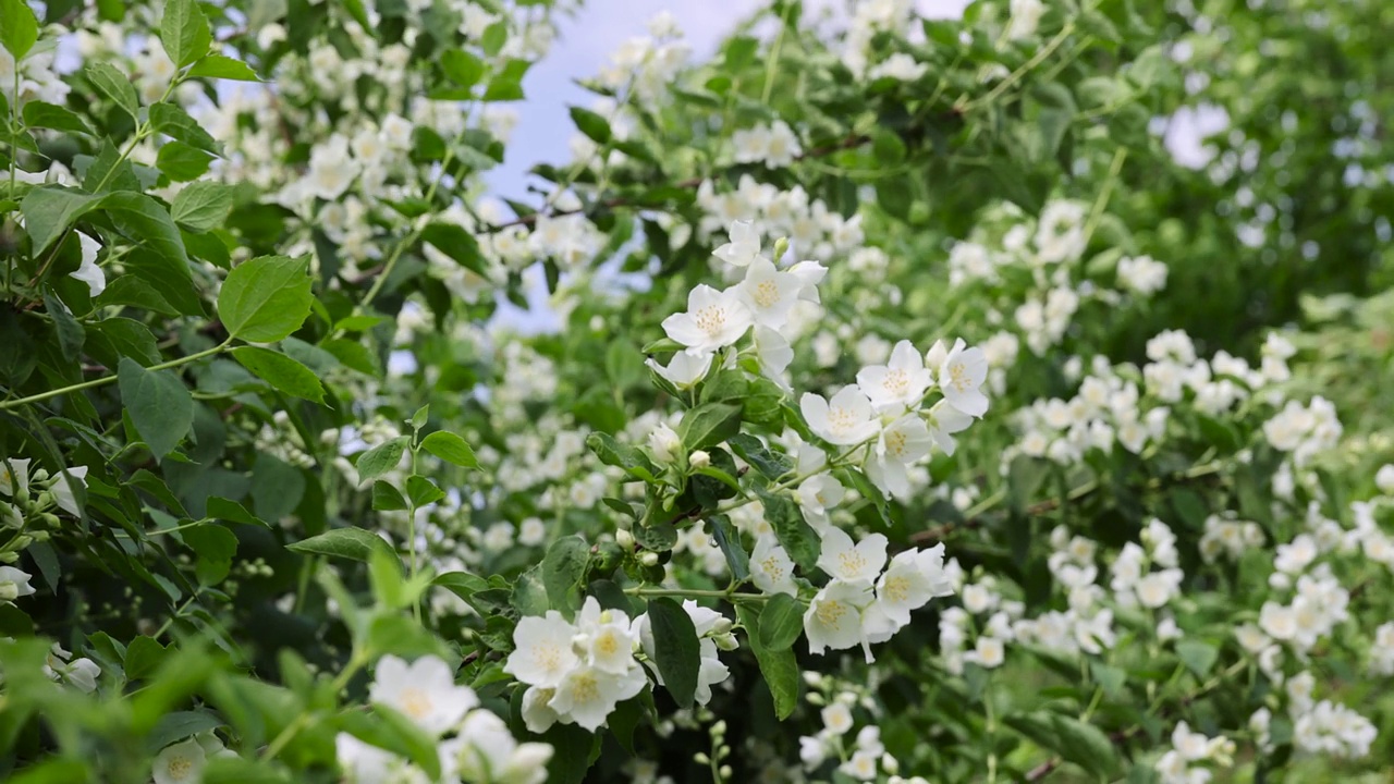 盛开的白色茉莉花在春天的季节视频素材