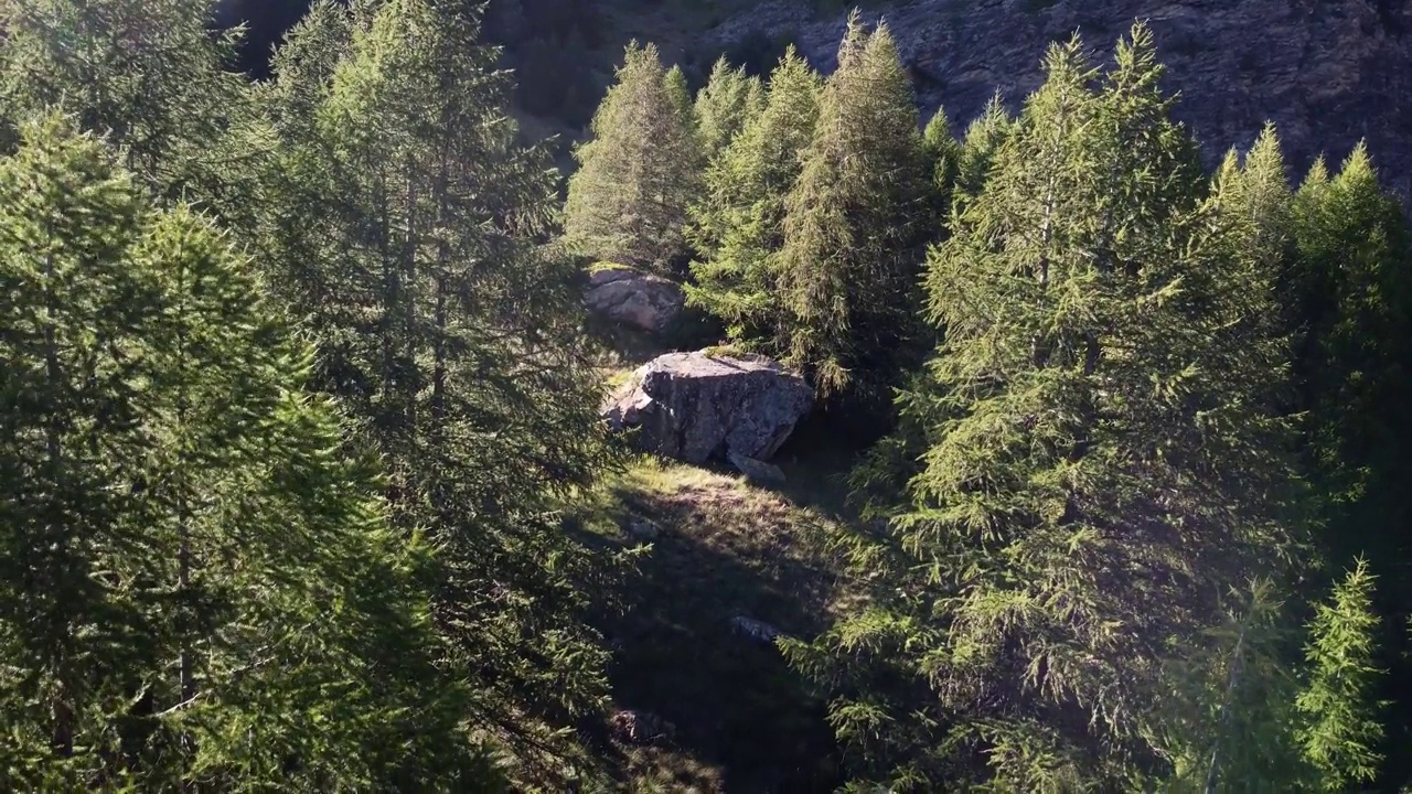 山地森林，雄蜂视频素材