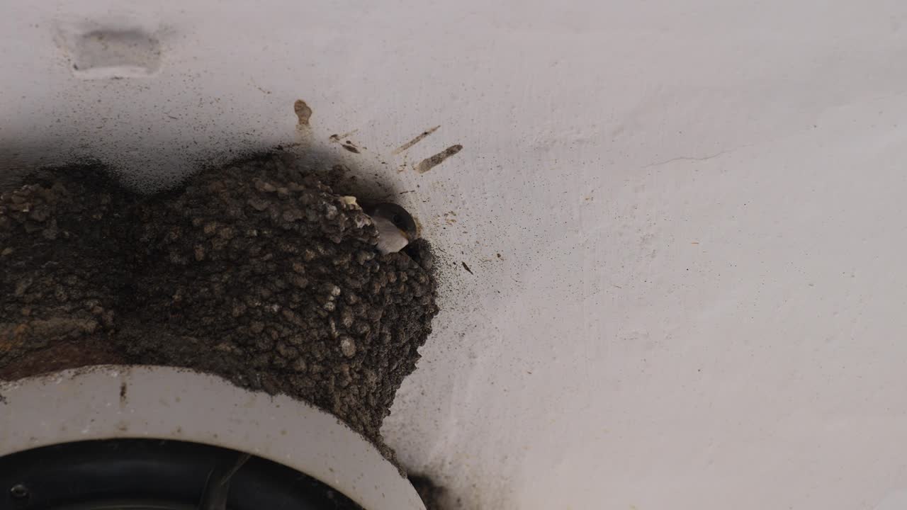 燕子(hirundo rustica)的鸟巢:等待喂食的小鸡视频素材