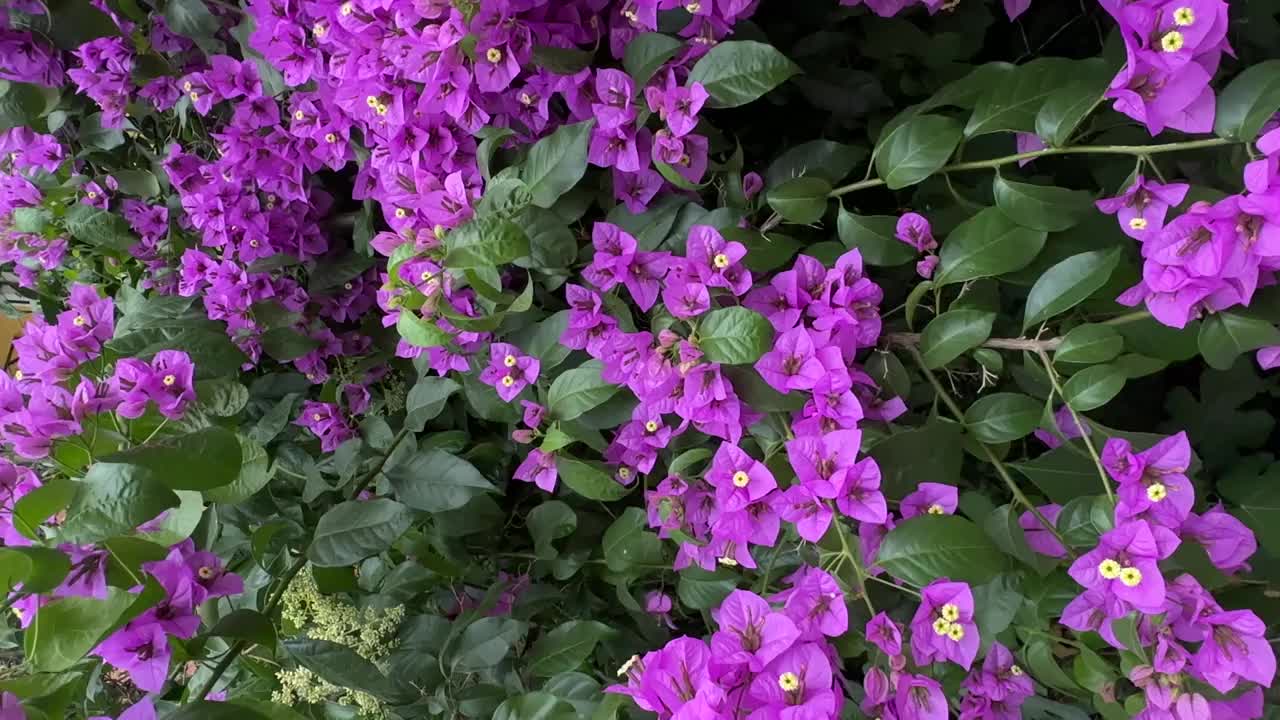 叶子花属的花。盛开的九重葛花束在树上。九重葛花为背景。花的背景视频素材