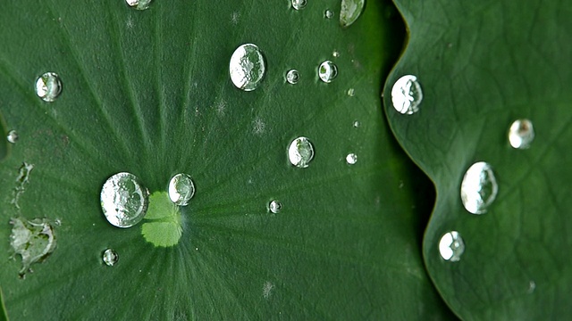 叶子上的水滴视频素材