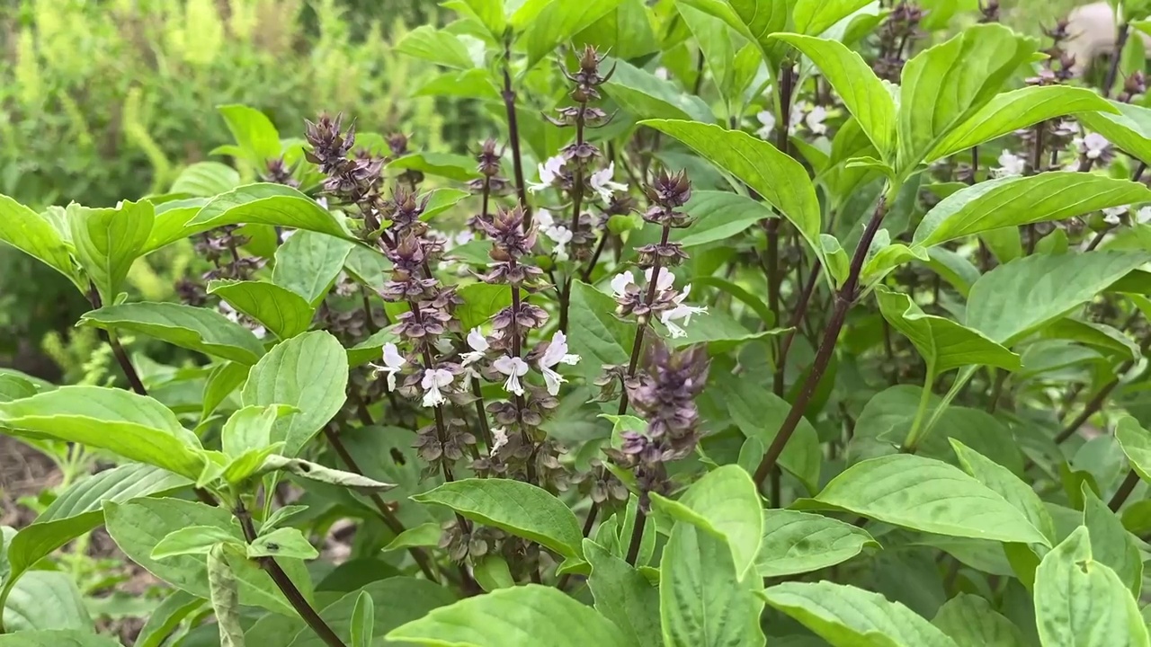 自然花园中的罗勒植物视频素材