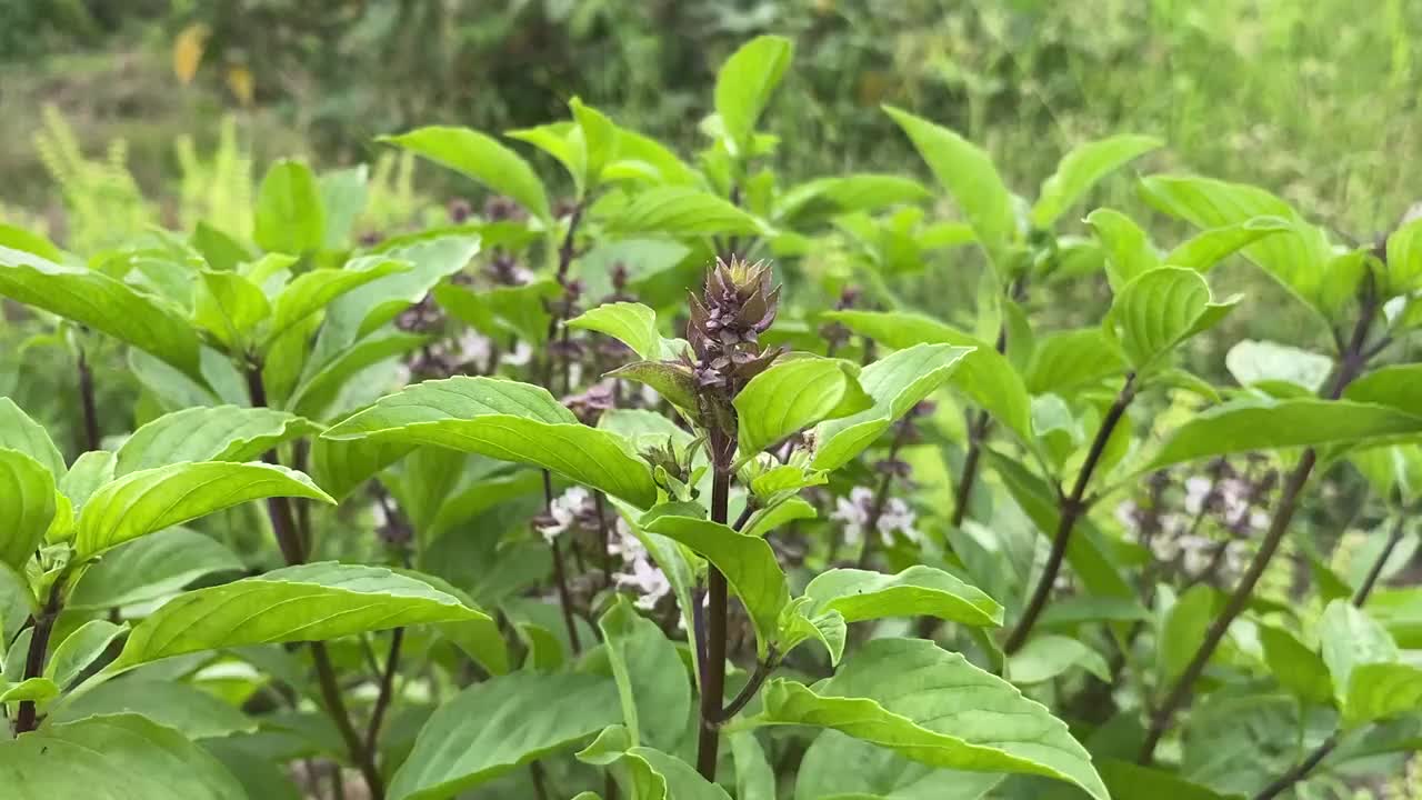 自然花园中的罗勒植物视频素材