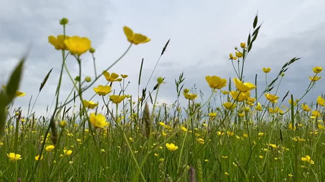 慢镜头的毛茛，野草在田园诗般的夏日草地上摇曳视频素材