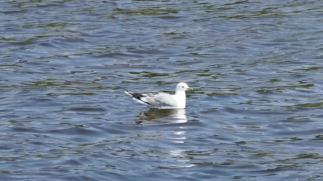 一只海鸥在水面上游泳。视频素材