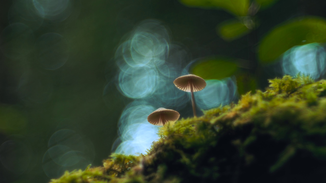 两个小食用菌生长在青苔上，在一片郁郁葱葱的秋林中，树木在慢镜头中移动。真菌冠军的焦点与浅景深，背景模糊散景。大自然中充满活力的绿色和阳光。4 k视频素材