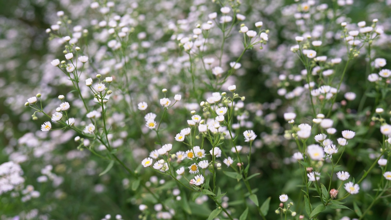 传统药用雏菊草本植物在夏季花园，美丽的散景。菊花parthenium或除虫菊parthenium花。白色黄色开花植物-小白菊。4 k的视频。视频下载