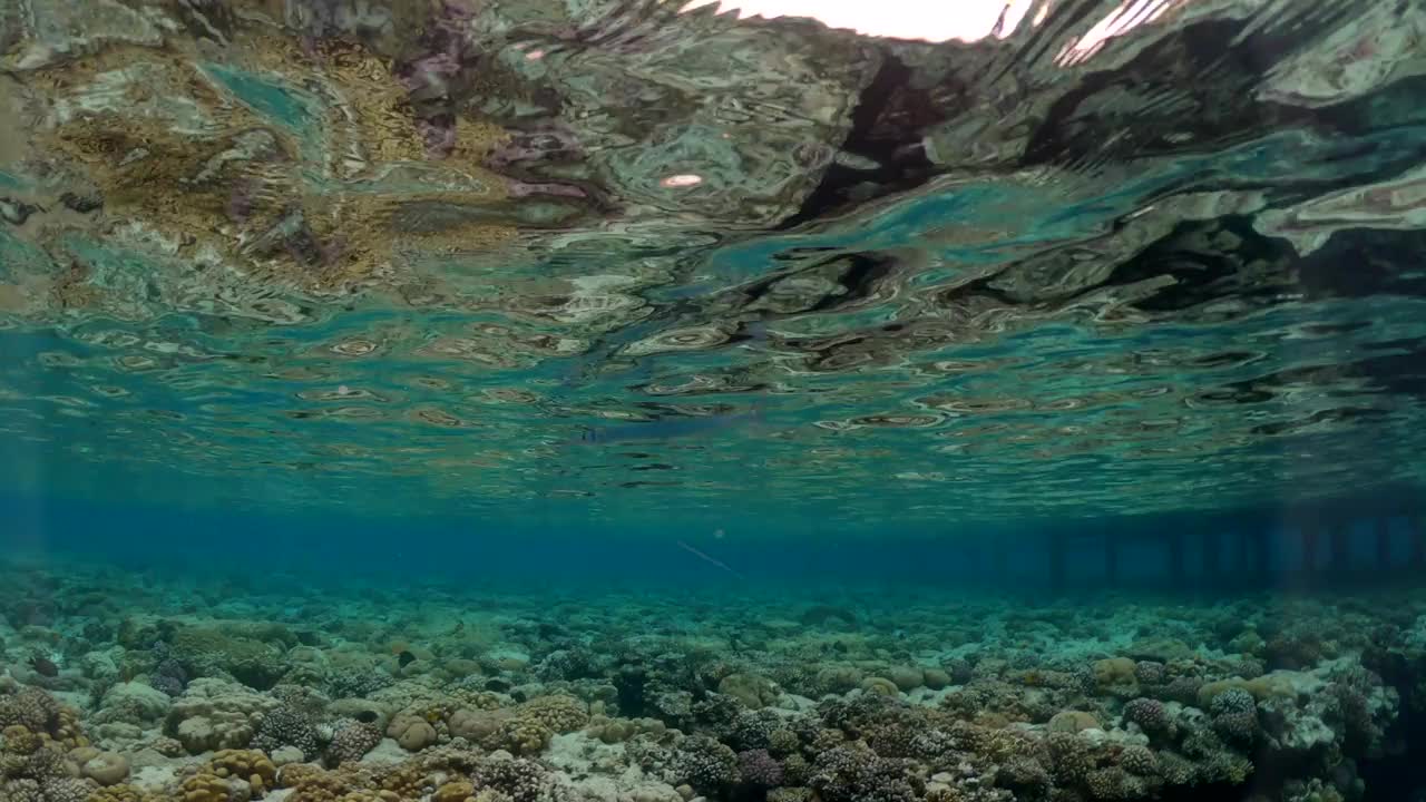 在红海的水面下游泳的管鱼(针鱼)的视频视频下载