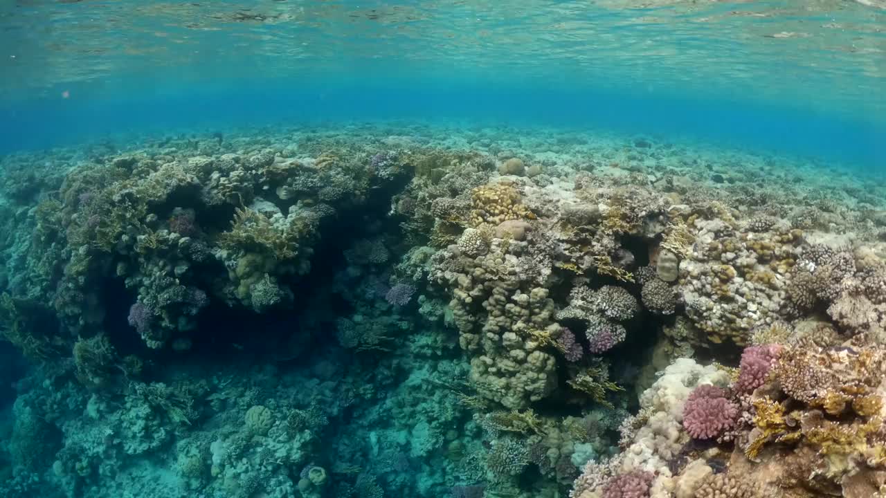 五颜六色的视频，异国情调的鱼在红海的珊瑚礁之间游泳视频下载