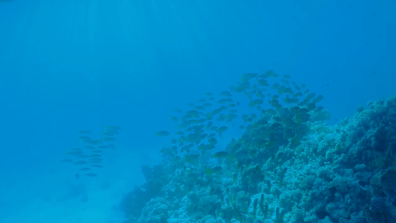 在红海的一艘船下潜水的视频视频下载