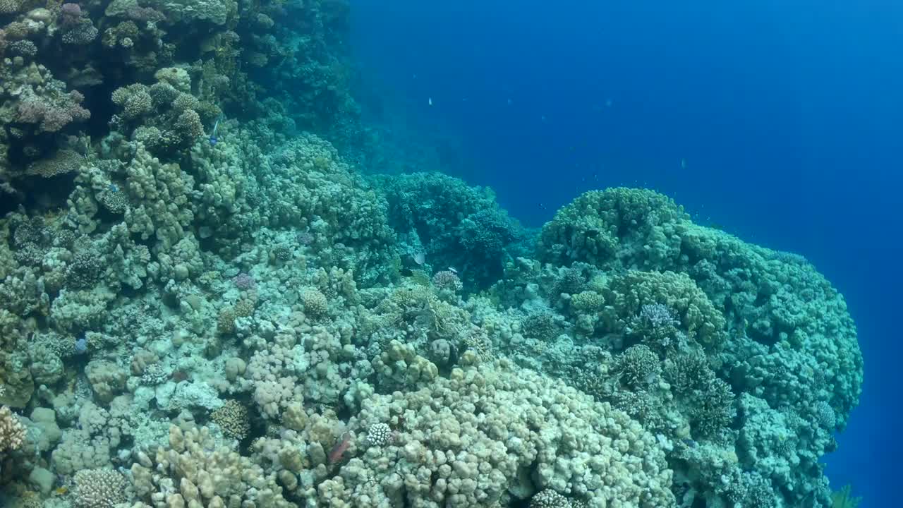 热带鱼游在红海的礁石间。水下世界视频视频素材