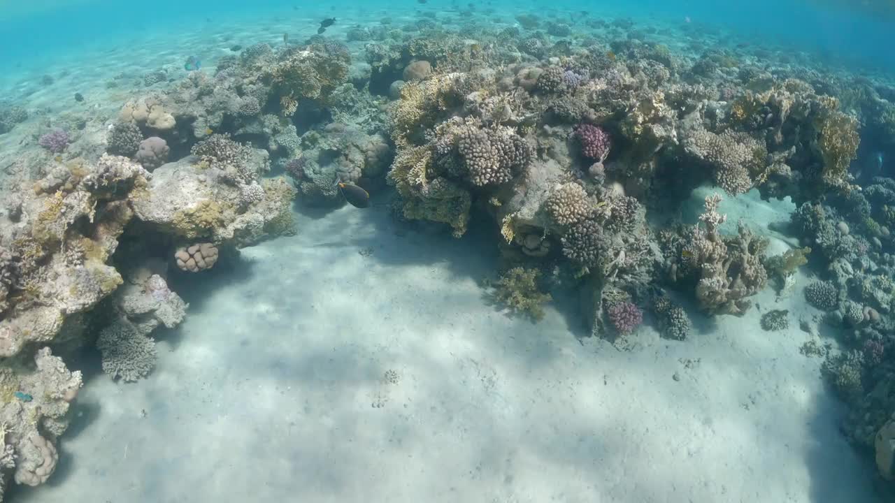 异国情调的鱼类在红海珊瑚礁游泳的视频视图视频素材