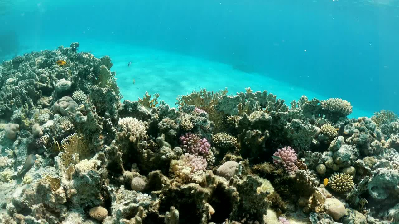 水下世界的视频视图与珊瑚礁在红海视频素材