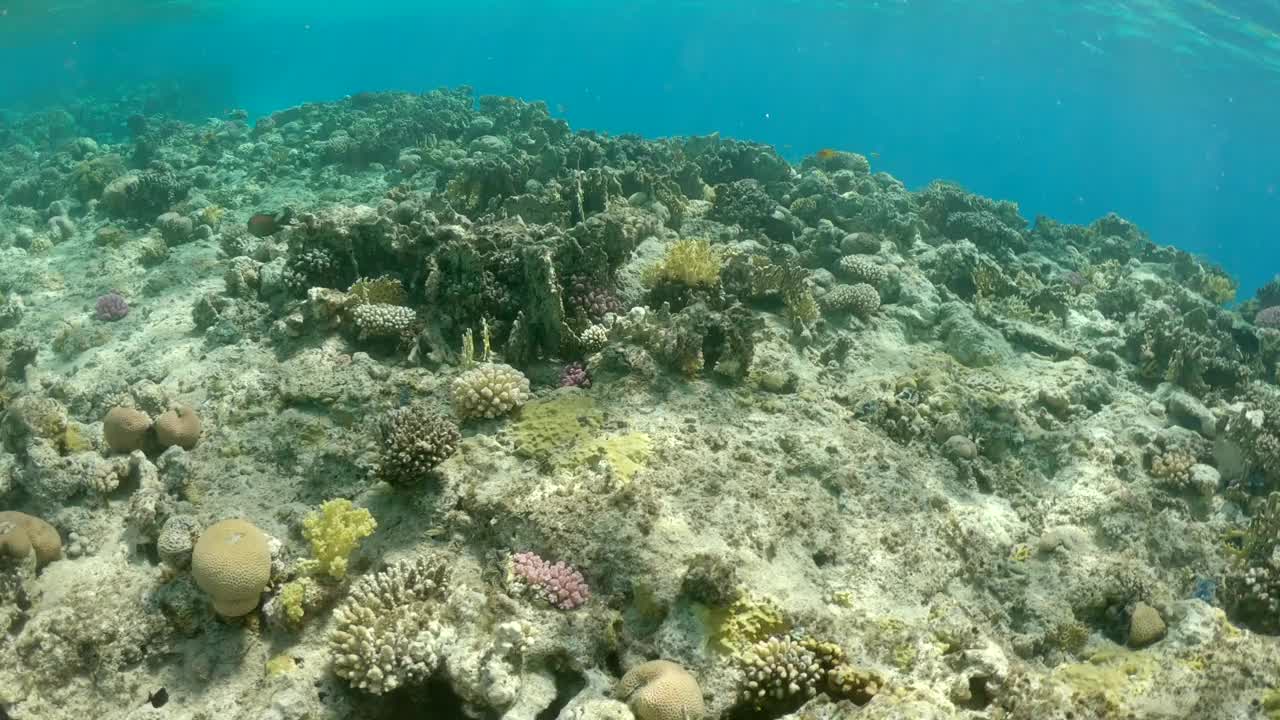 水下世界的视频视图与珊瑚礁在红海视频下载