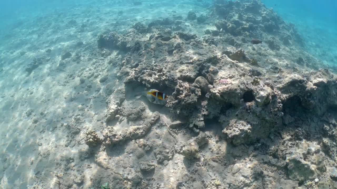 异国情调的海底世界与河豚(takifugu)与其他美丽的鱼类在红海。视频视频素材