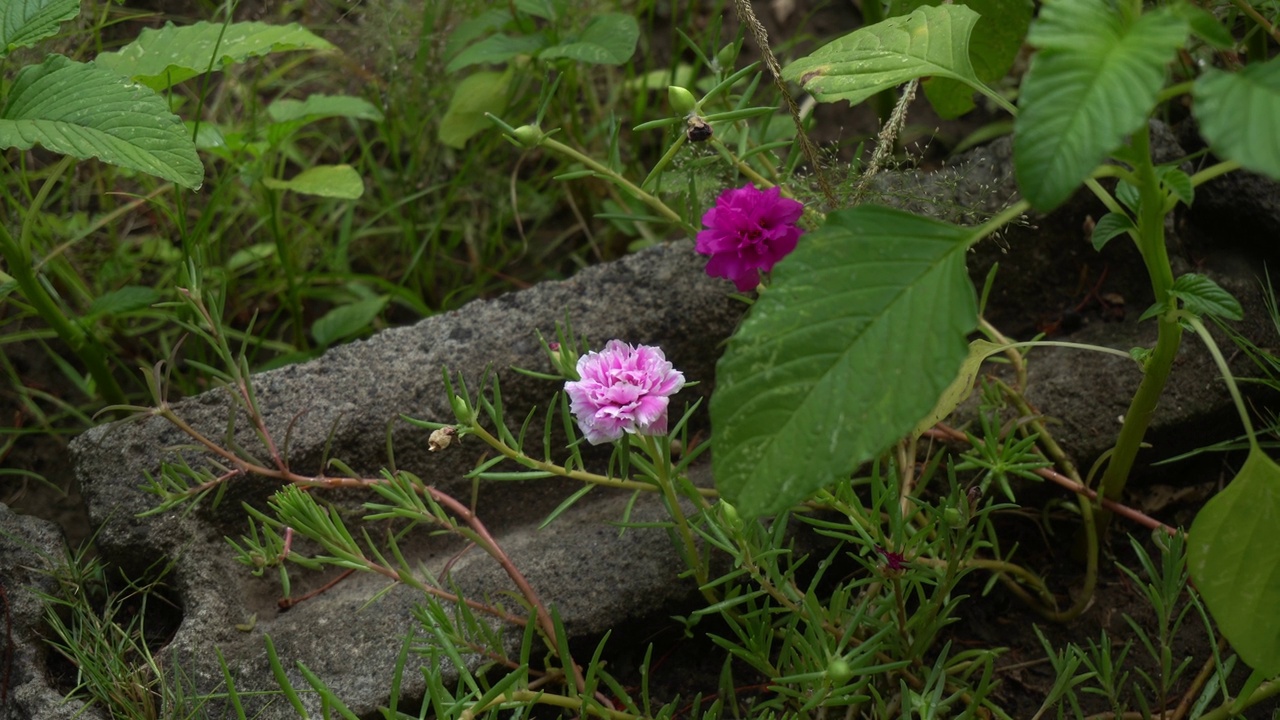 花视频素材