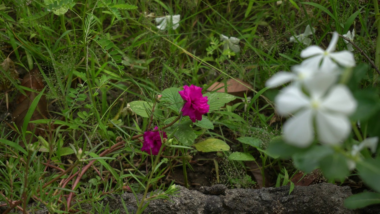 花视频素材