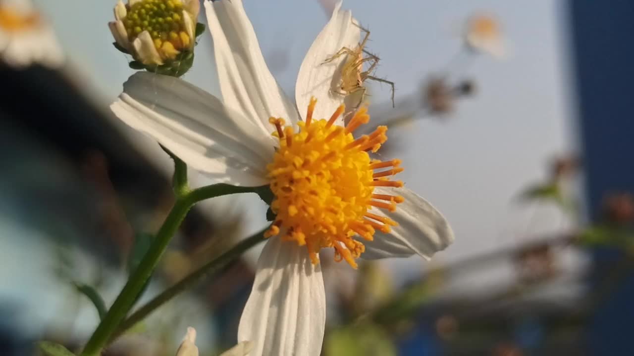 洋甘菊花卉视频素材