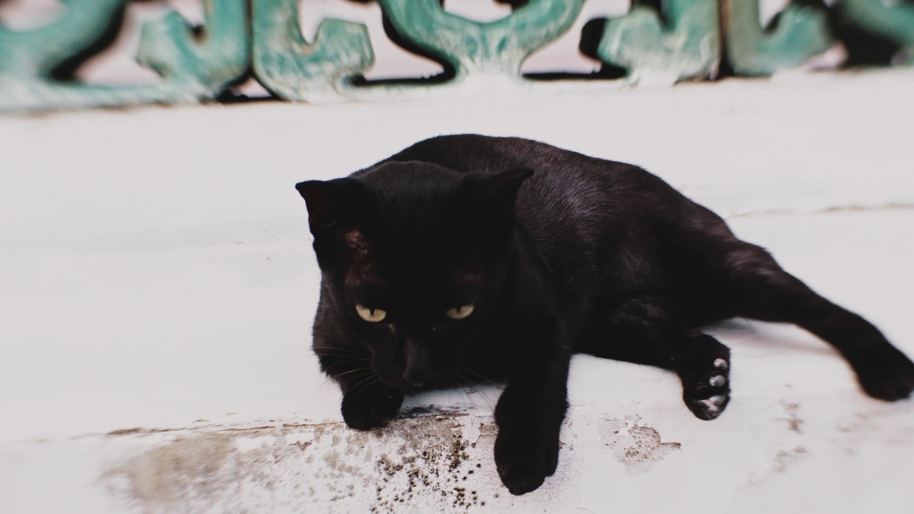 流浪的黑猫饿了视频素材