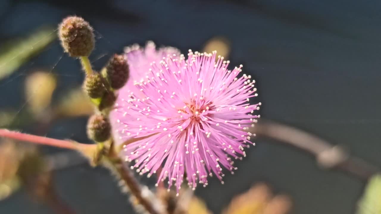 含羞草花视频素材