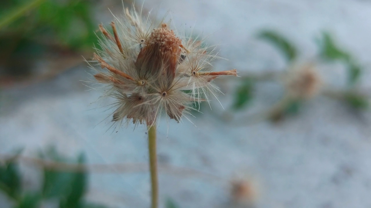 花园里的蒲公英视频素材