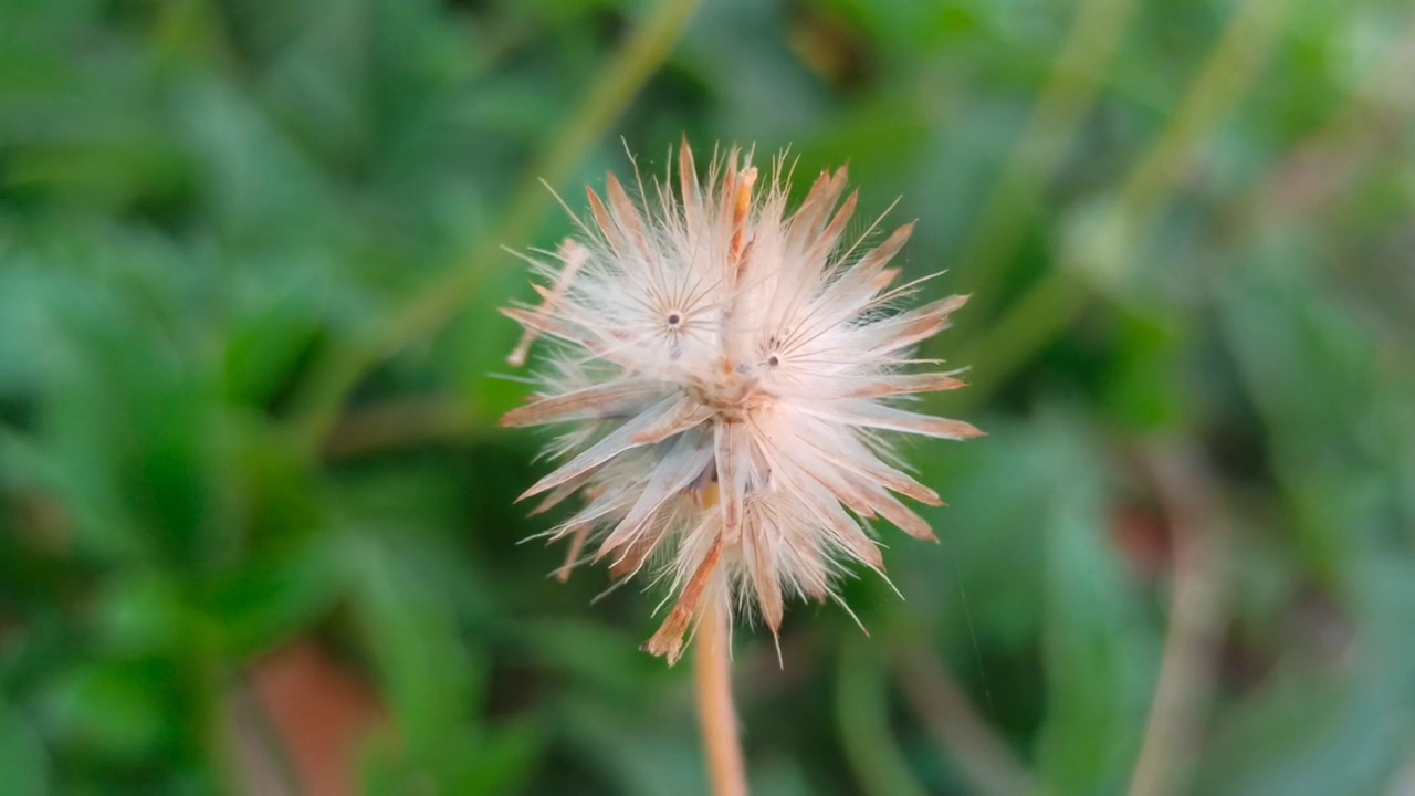 花园里的蒲公英视频素材