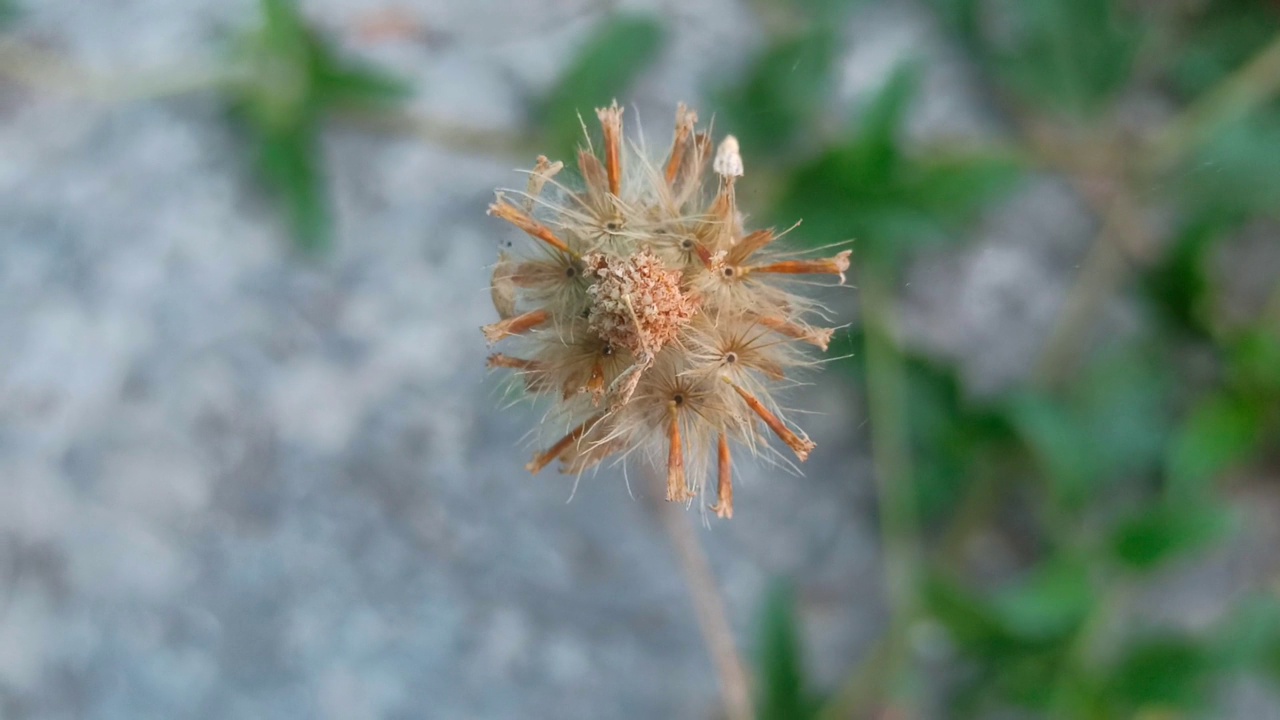 花园里的蒲公英视频素材