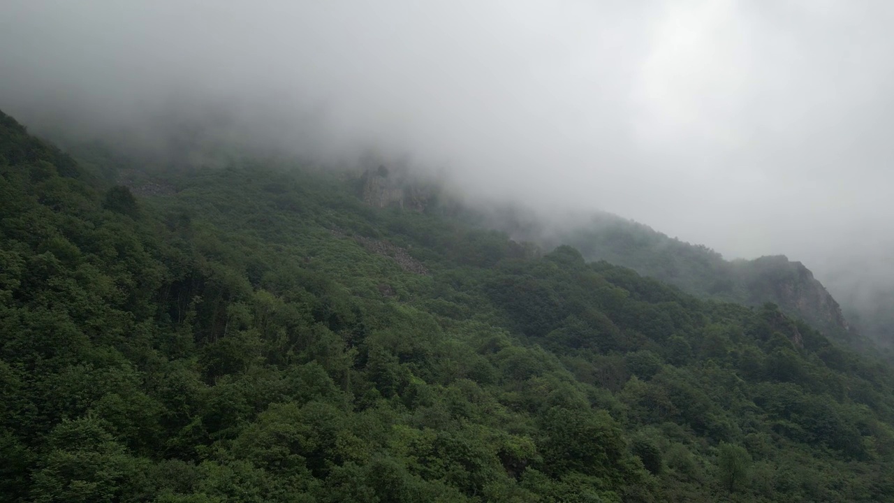 无人机向多雾的山脉飞行。无人机鸟瞰图穿过雾蒙蒙的云雾，朝向针叶林视频下载